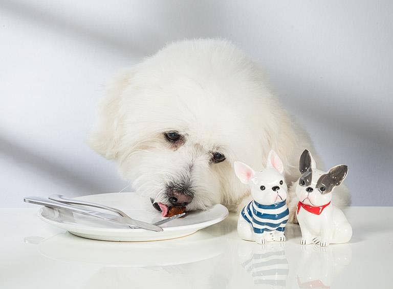 French Bulldog Salt & Pepper-4"H
